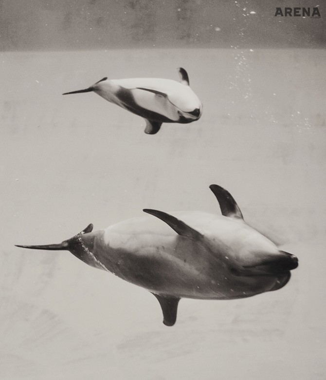 Leica M-P | 2016년 11월. 나고야 수족관의 돌고래들