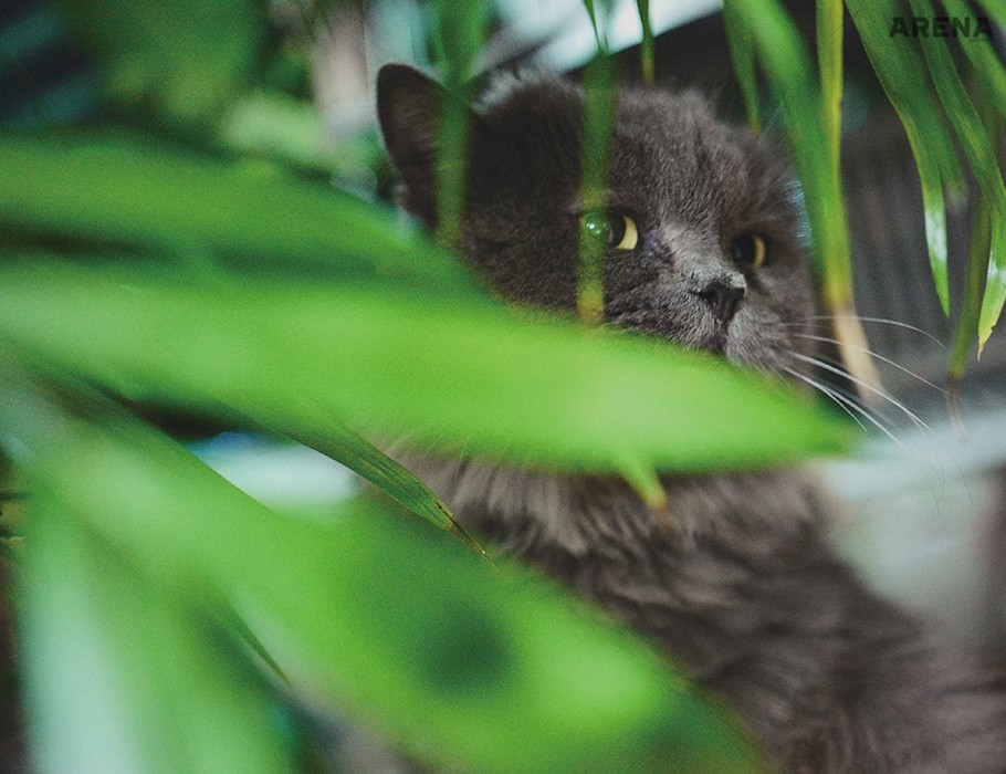 Leica Q | 2016년 가을. 고양이 먼지